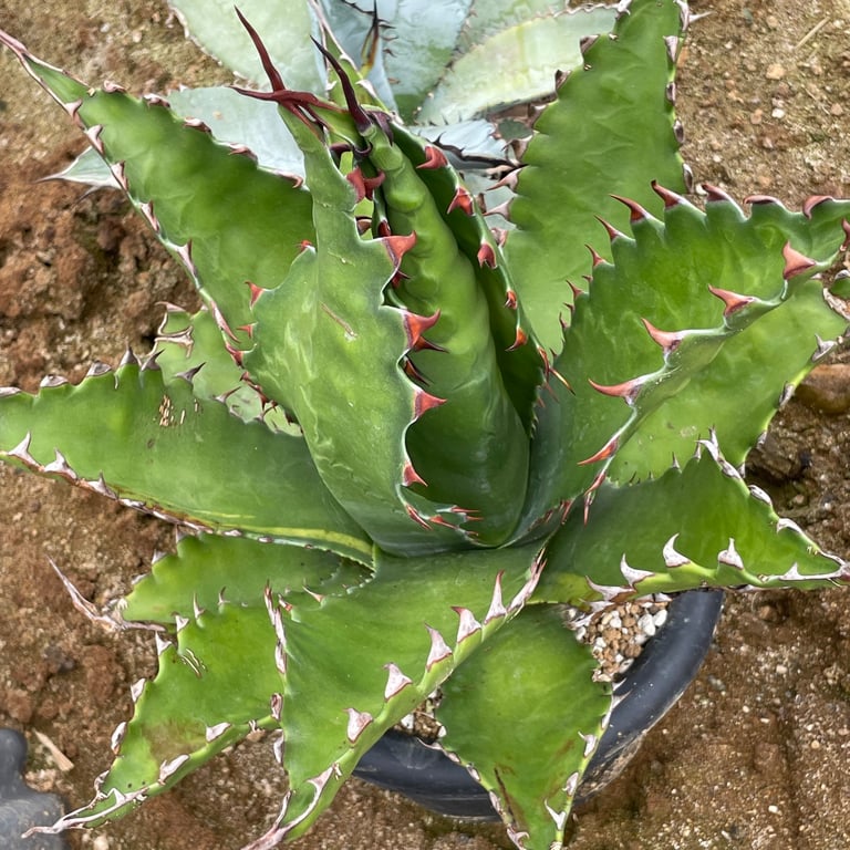 アガベ・ジェントリー ジョーズ（Agave gentryi 'Jaws'）