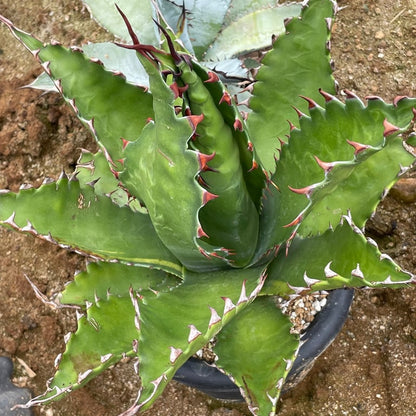 アガベ・ジェントリー ジョーズ（Agave gentryi 'Jaws'）