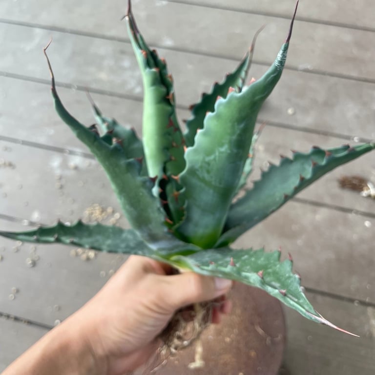 アガベ・ジェントリー ジョーズ（Agave gentryi 'Jaws'）