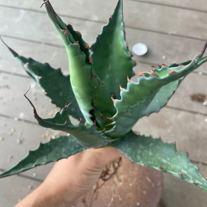 アガベ・ジェントリー ジョーズ（Agave gentryi 'Jaws'）