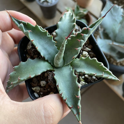 アガベ・ジェントリー ジョーズ（Agave gentryi 'Jaws'）