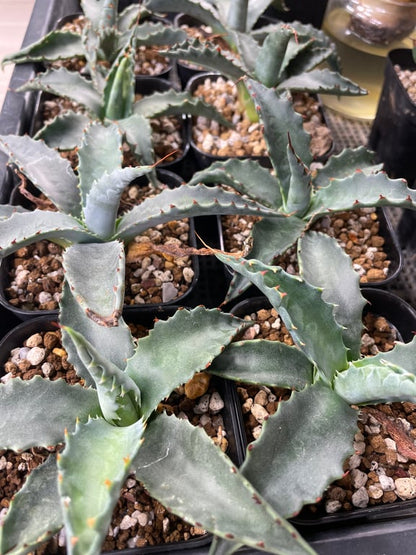 アガベ・ジェントリー ジョーズ（Agave gentryi 'Jaws'）