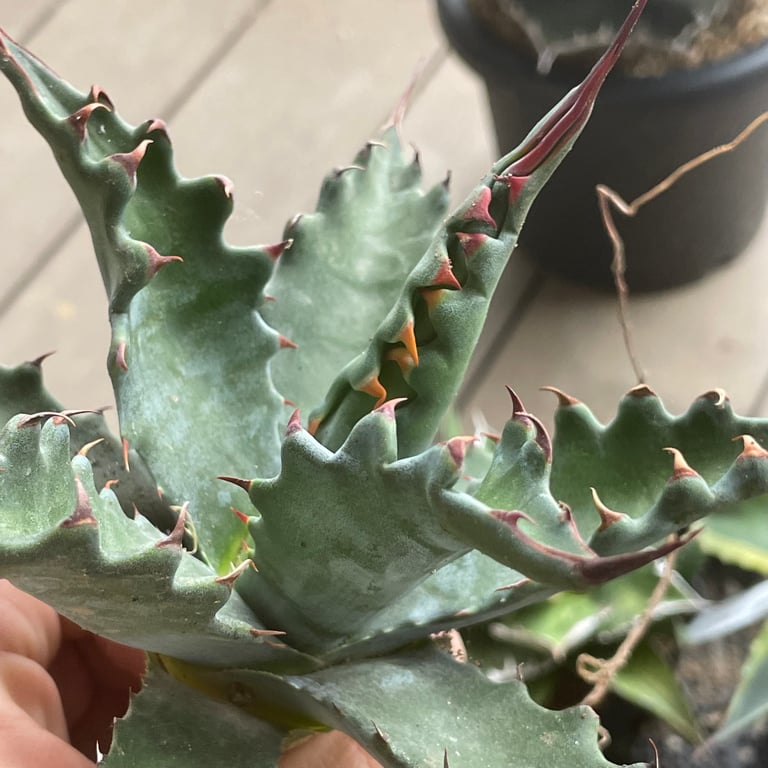 アガベ・ジェントリー ジョーズ（Agave gentryi 'Jaws'）