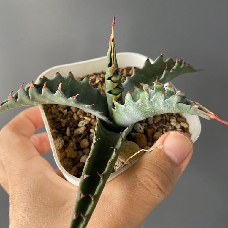 アガベ・ジェントリー ジョーズ（Agave gentryi 'Jaws'）