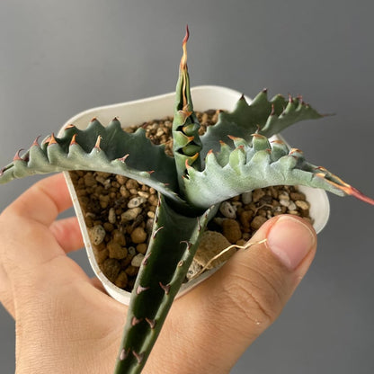 アガベ・ジェントリー ジョーズ（Agave gentryi 'Jaws'）