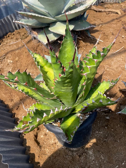 アガベ・ジェントリー ジョーズ（Agave gentryi 'Jaws'）