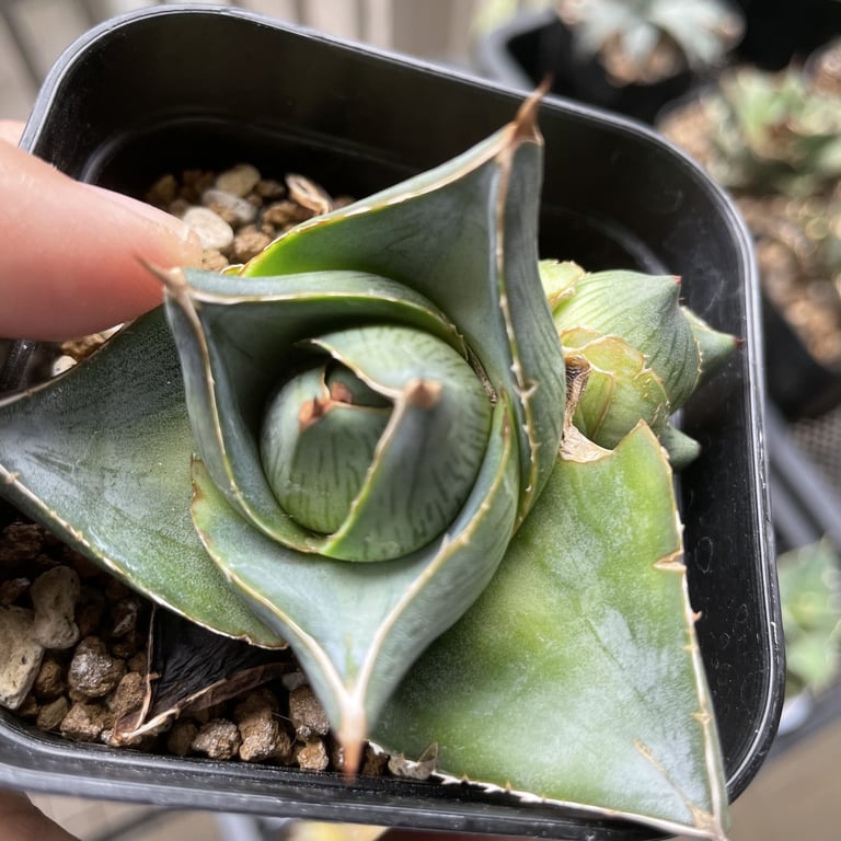 アガベ・プミラ（Agave pumila）