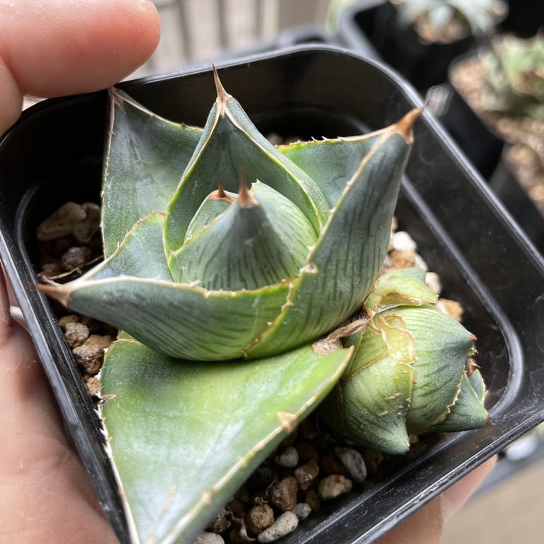 アガベ・プミラ（Agave pumila）