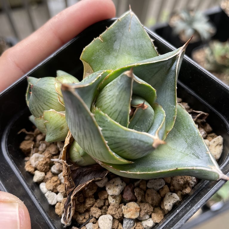 アガベ・プミラ（Agave pumila）