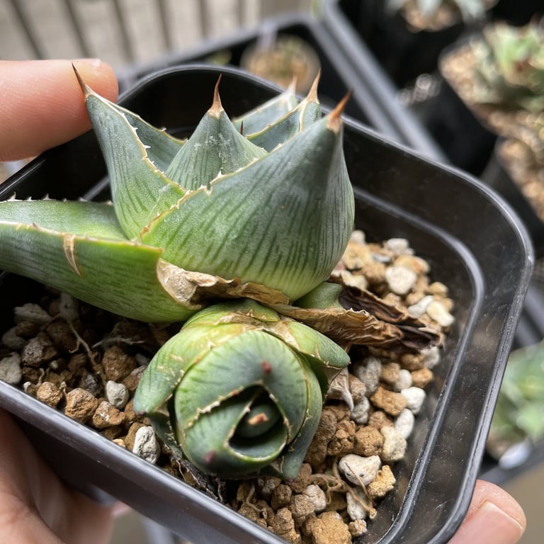 アガベ・プミラ（Agave pumila）