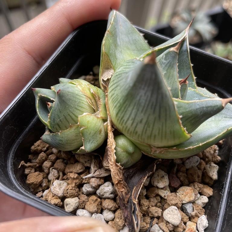 アガベ・プミラ（Agave pumila）