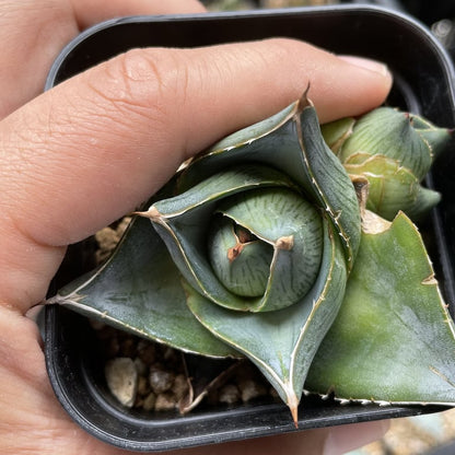 アガベ・プミラ（Agave pumila）