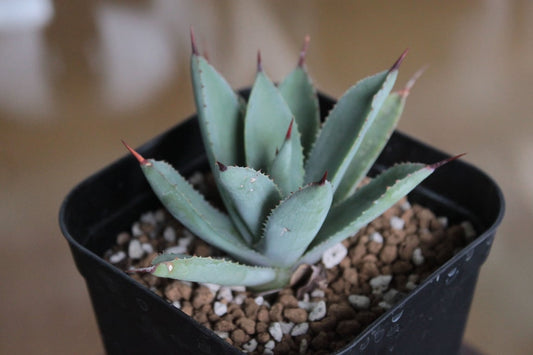 アガベ オアハカスパイン（Agave 'Oaxaca Spine'）