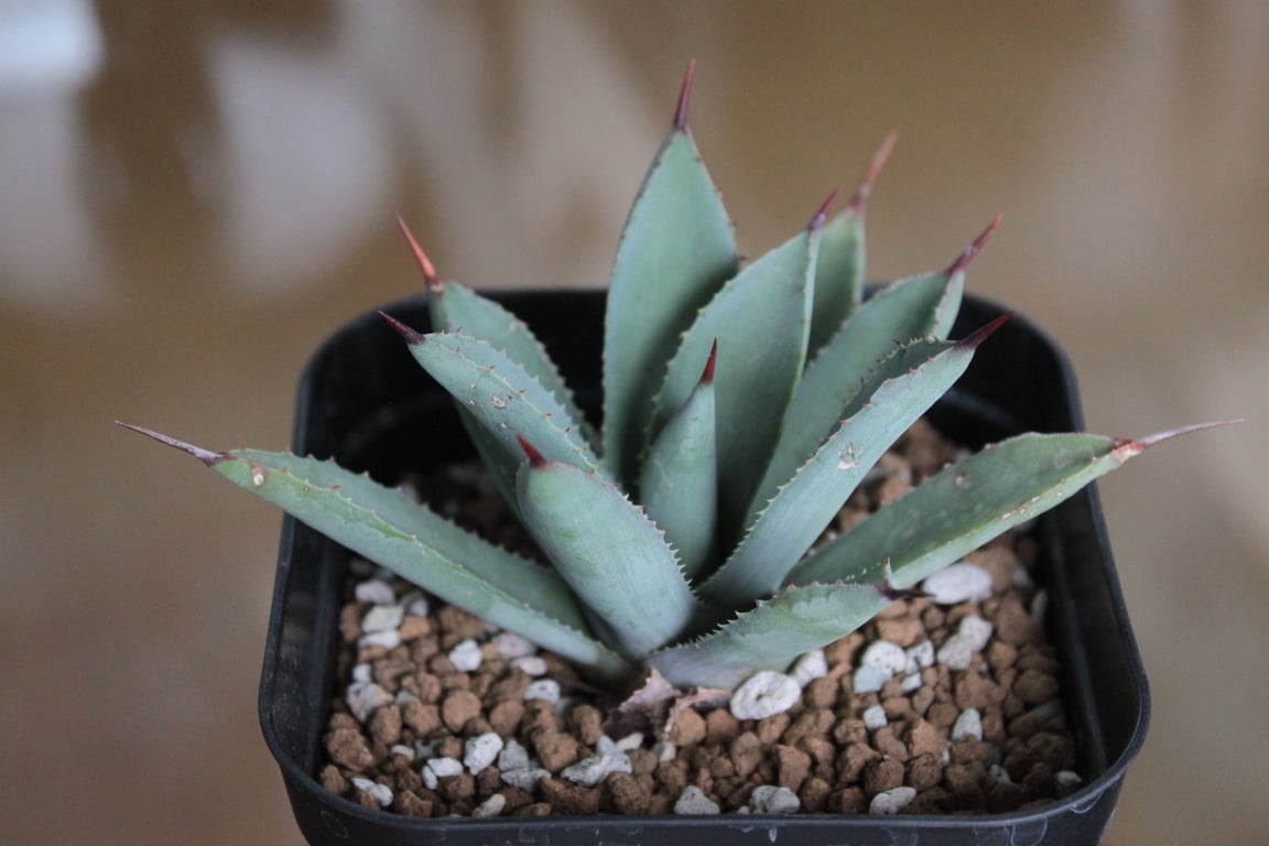 アガベ オアハカスパイン（Agave 'Oaxaca Spine'）
