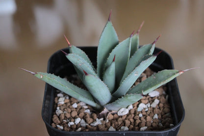 アガベ オアハカスパイン（Agave 'Oaxaca Spine'）