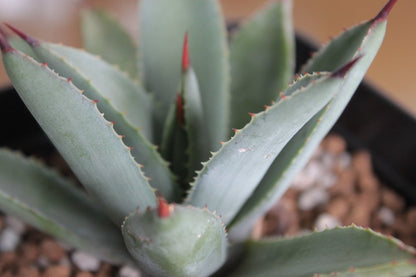 アガベ オアハカスパイン（Agave 'Oaxaca Spine'）