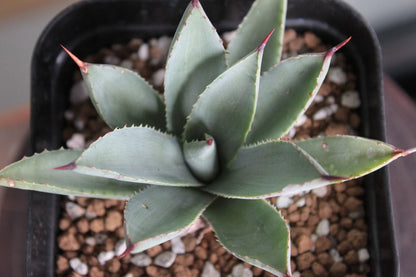 アガベ オアハカスパイン（Agave 'Oaxaca Spine'）