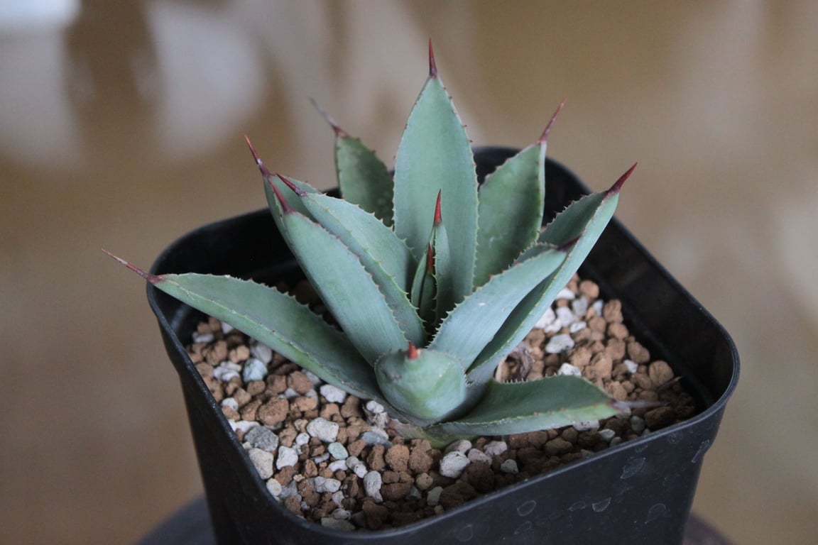 アガベ オアハカスパイン（Agave 'Oaxaca Spine'）