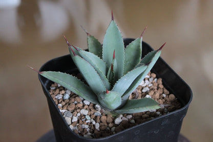 アガベ オアハカスパイン（Agave 'Oaxaca Spine'）