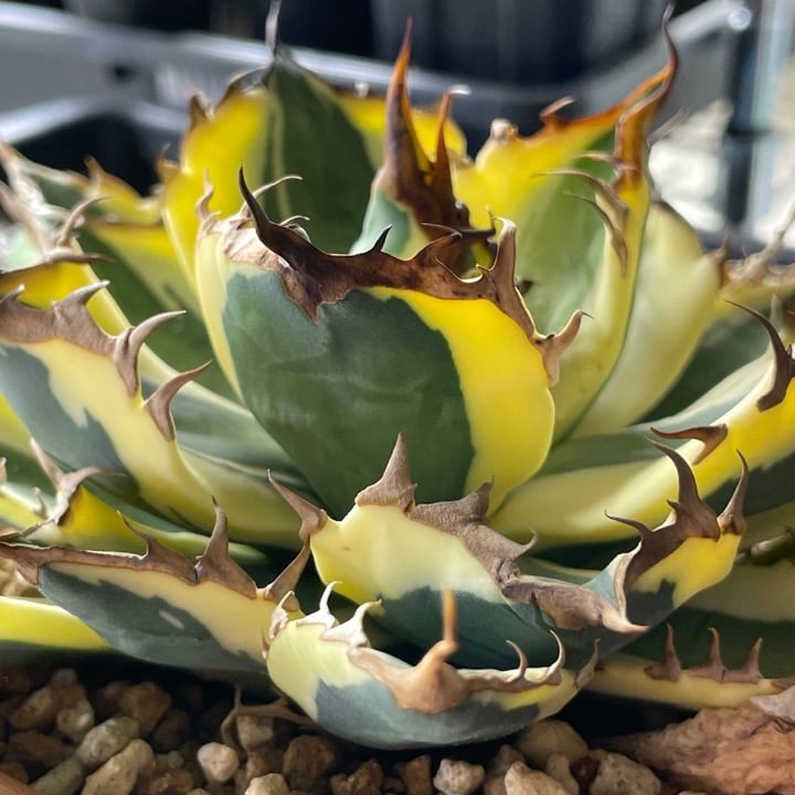 アガベ・チタノタ スナグルトゥース（Agave titanota 'Snaggle Tooth'）