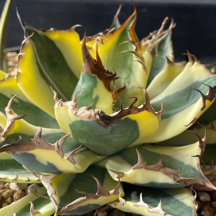アガベ・チタノタ スナグルトゥース（Agave titanota 'Snaggle Tooth'）