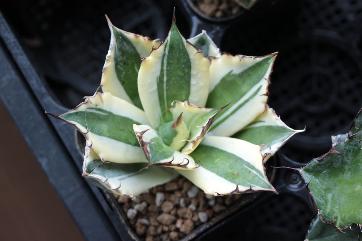 アガベ・チタノタ スナグルトゥース（Agave titanota 'Snaggle Tooth'）