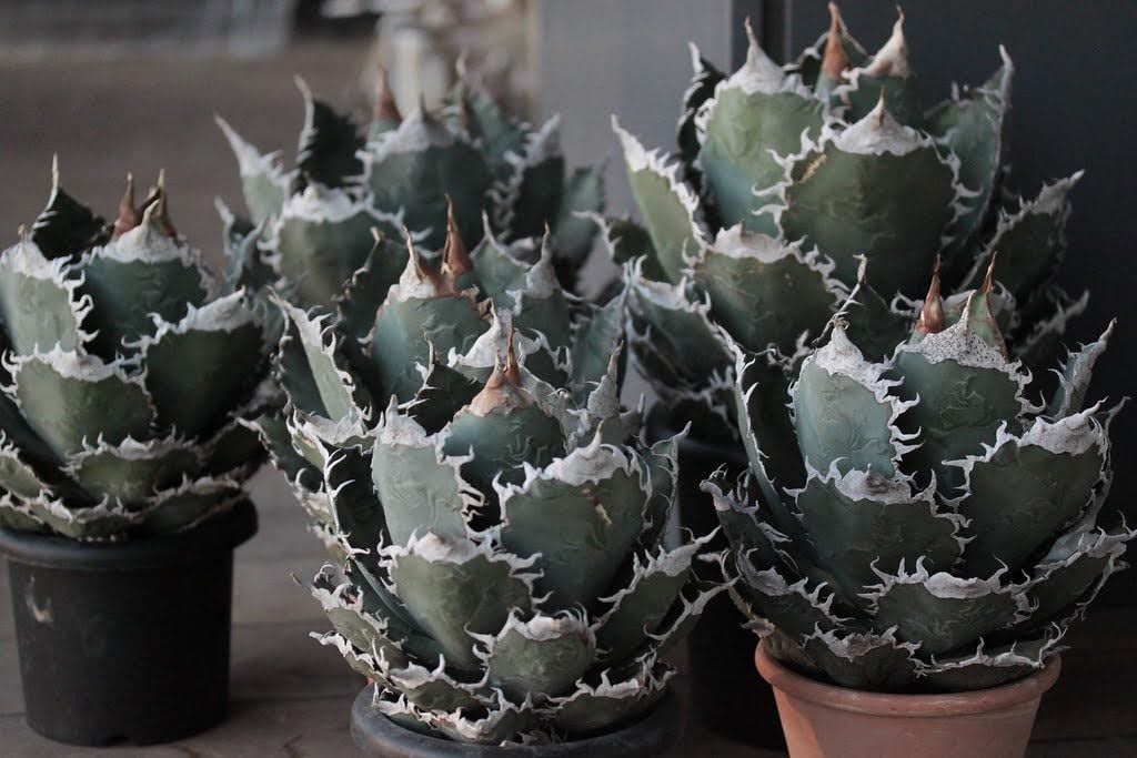 アガベ・チタノタ あくまくん（Agave titanota 'Akumakun'）