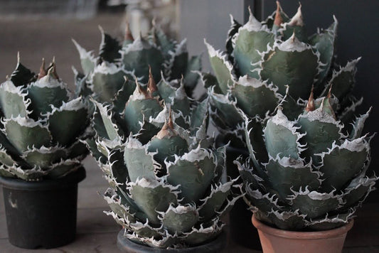 アガベ・チタノタ あくまくん（Agave titanota 'Akumakun'）
