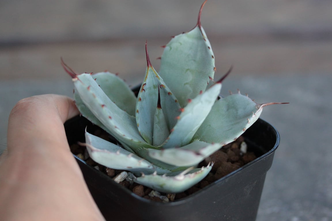 アガベ・パリー トランカータ ハンティントン（Agave parryi var. truncata 'Huntington'）