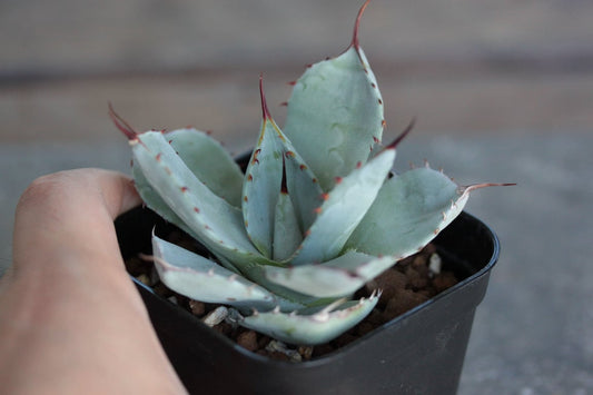 アガベ・パリー トランカータ ハンティントン（Agave parryi var. truncata 'Huntington'）