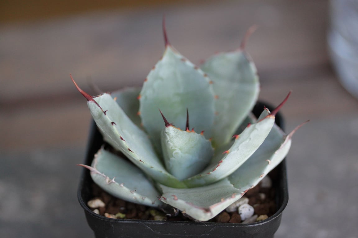 アガベ・パリー トランカータ ハンティントン（Agave parryi var. truncata 'Huntington'）