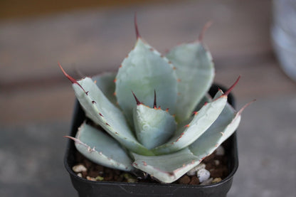 アガベ・パリー トランカータ ハンティントン（Agave parryi var. truncata 'Huntington'）