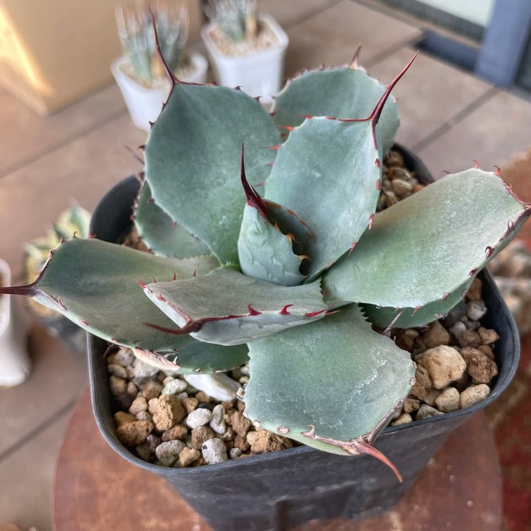 アガベ・パリー トランカータ ハンティントン（Agave parryi var. truncata 'Huntington'）