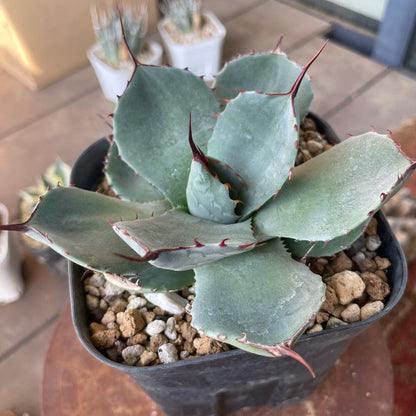 アガベ・パリー トランカータ ハンティントン（Agave parryi var. truncata 'Huntington'）