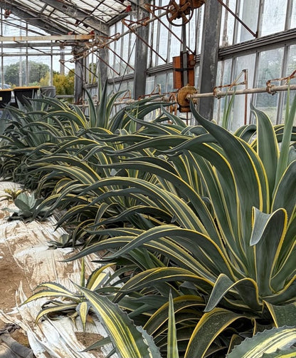 アガベ・デスメティアーナ ベネズエラ（Agave desmettiana 'Variegata'）