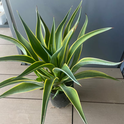 アガベ・デスメティアーナ ベネズエラ（Agave desmettiana 'Variegata'）
