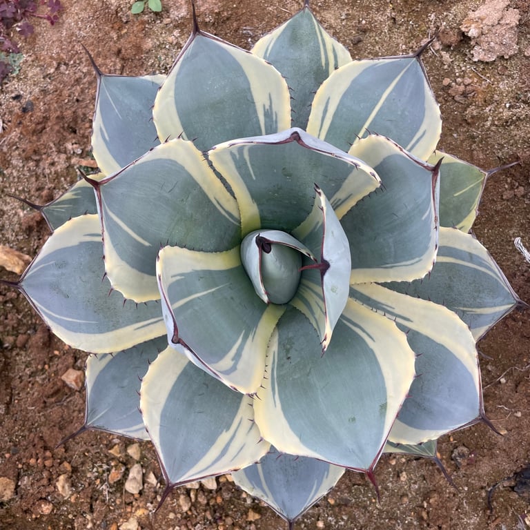 アガベ・パリー トランカータ オリザバ（Agave parryi var. truncata 'Orizaba'）