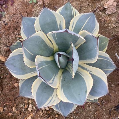 アガベ・パリー トランカータ オリザバ（Agave parryi var. truncata 'Orizaba'）