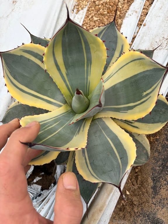 アガベ・パリー トランカータ オリザバ（Agave parryi var. truncata 'Orizaba'）