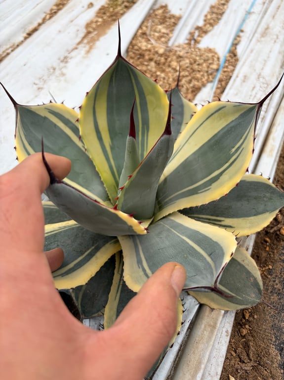 アガベ・パリー トランカータ オリザバ（Agave parryi var. truncata 'Orizaba'）