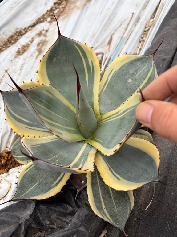 アガベ・パリー トランカータ オリザバ（Agave parryi var. truncata 'Orizaba'）