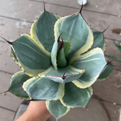 アガベ・パリー トランカータ オリザバ（Agave parryi var. truncata 'Orizaba'）