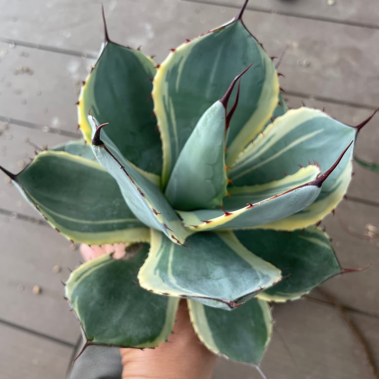 アガベ・パリー トランカータ オリザバ（Agave parryi var. truncata 'Orizaba'）