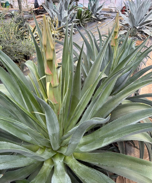アガベ・デスメティアーナ（Agave desmettiana）