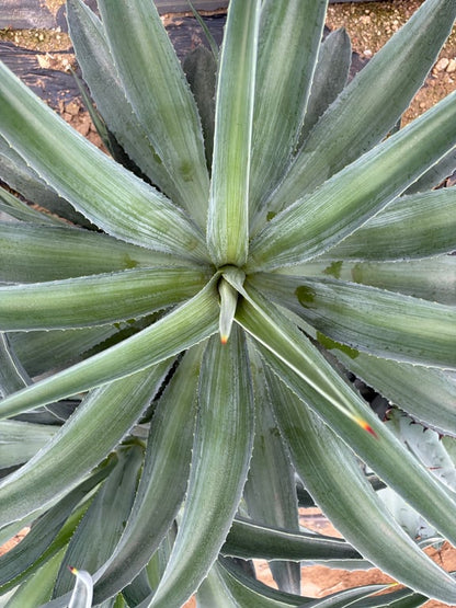 アガベ・デスメティアーナ（Agave desmettiana）