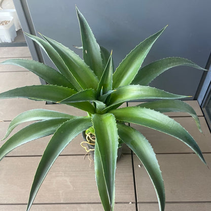 アガベ・デスメティアーナ（Agave desmettiana）