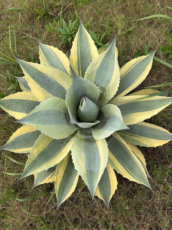 アガベ・オバティフォリア オルカ（Agave ovatifolia 'Orca'）