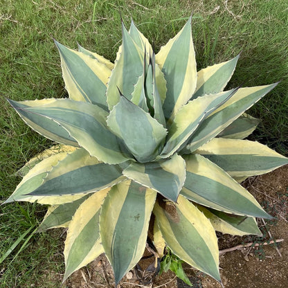 アガベ・オバティフォリア オルカ（Agave ovatifolia 'Orca'）