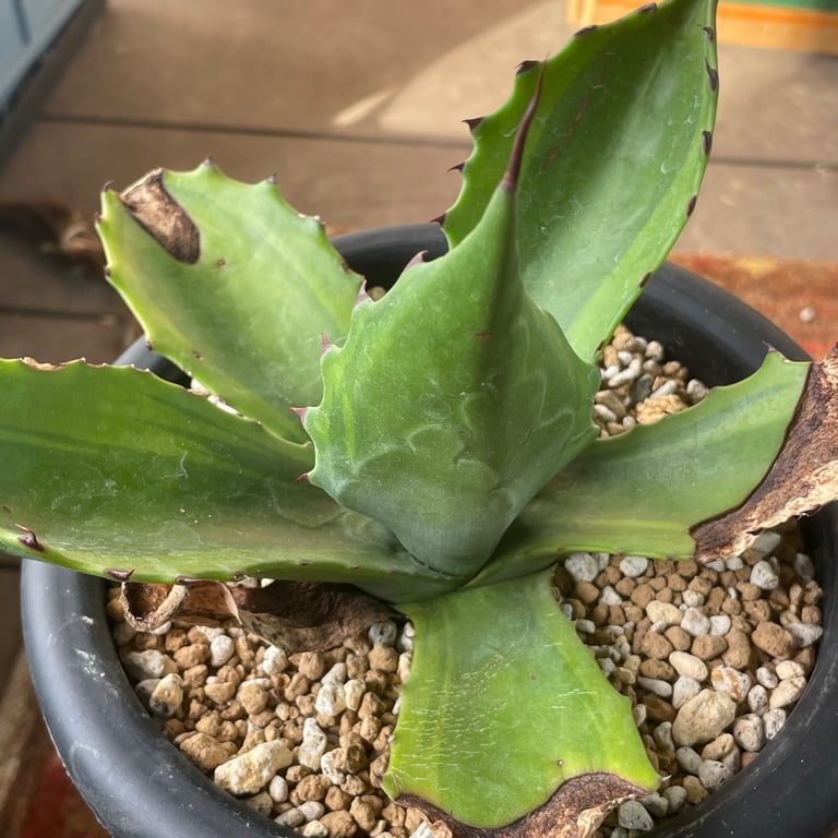アガベ・オバティフォリア オルカ（Agave ovatifolia 'Orca'）