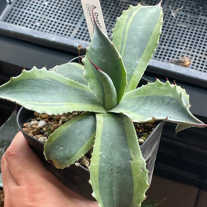 アガベ・オバティフォリア オルカ（Agave ovatifolia 'Orca'）